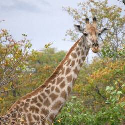 Female giraffe