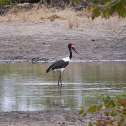 Saddle billed stork