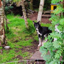Einer von Lilas letzten Huskeys