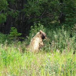 Diesen Grizzly konnten wir ein paar Minuten vom Auto aus beobachten