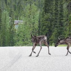 Plötzlich rennen wieder Elche über die Strasse
