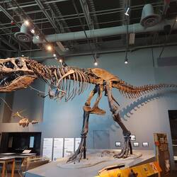 T-Rex, Fleischfresser.