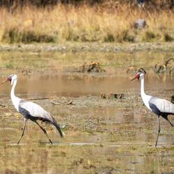 Wattled Crane