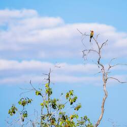 White-fronted Bee-eater