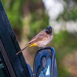 African red-eyed Bulbul