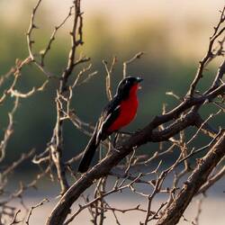 Crimson Breasted Shrike