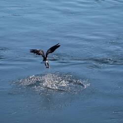 Fish Eagle als sehr erfolgreicher Fischer