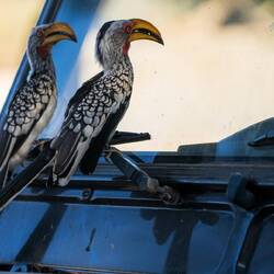 Hornbills checking Landy