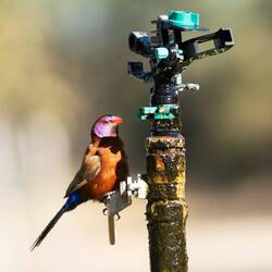 Violet-eared Waxbill