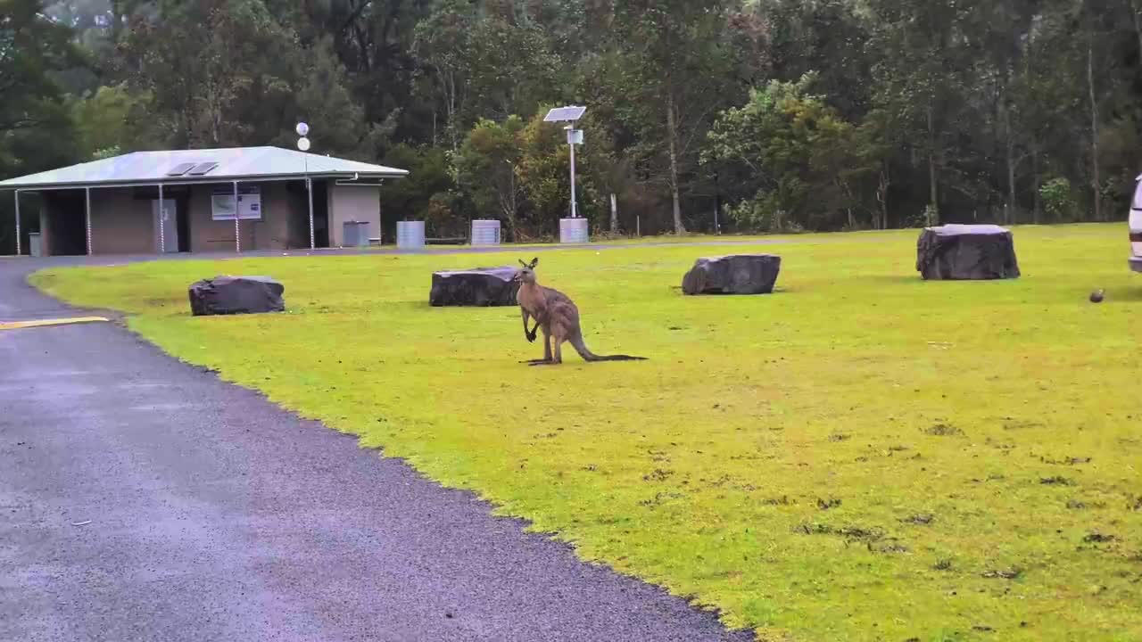 Nicht nur Wombats besuchen den Campground