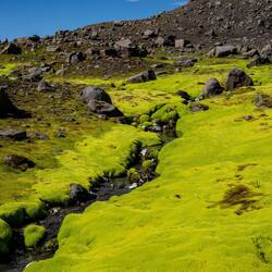 Inmitten vom Geröll unwirkliches Grün