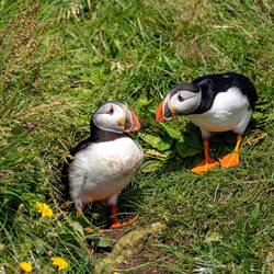 Die gibt es hier auch...