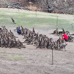 138 Kangaroos im Gehege bei der Fütterung