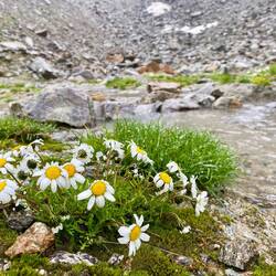 Alpen-Margarite