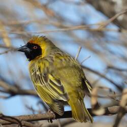 Southern-masked Weaver
