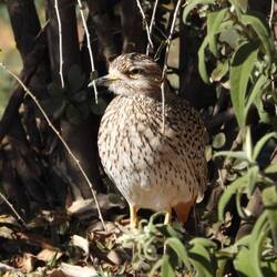 Spotted Thick-knee