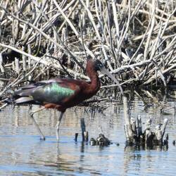 Glossy ibis