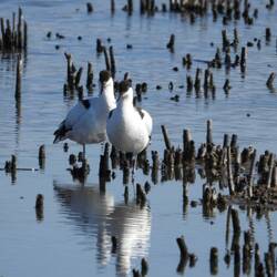Pied Avocet