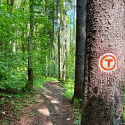 Nach der Hälfte der Strecke führte der Weg plötzlich steil den Wald hinauf.