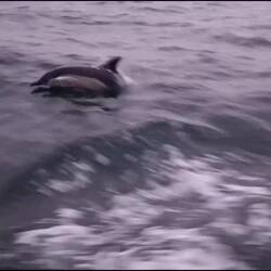 Super die vielen Delfine.