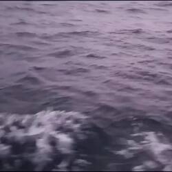 Keine Wache vergeht ohne mindestens einem Delfinbesuch