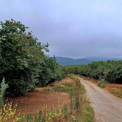 Links, rechts, achter en voor worden hazelnoten gekweekt