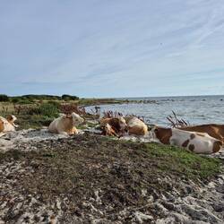 Kühe am Meer
