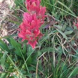 Indian Paintbrush oder Präriefeuer