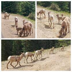 Dickhornschafe, eine wilde Schafsart, die in Nordamerika beheimatet ist