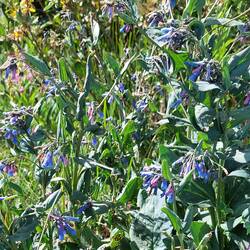 Viginisches Blauglöckchen