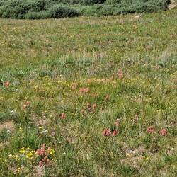 Die Blumenwiese