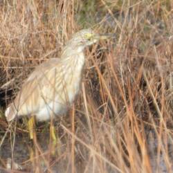 Squacco Heron