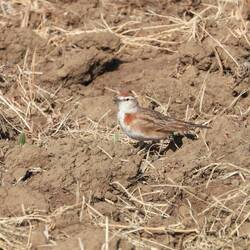 Red-capped Lark