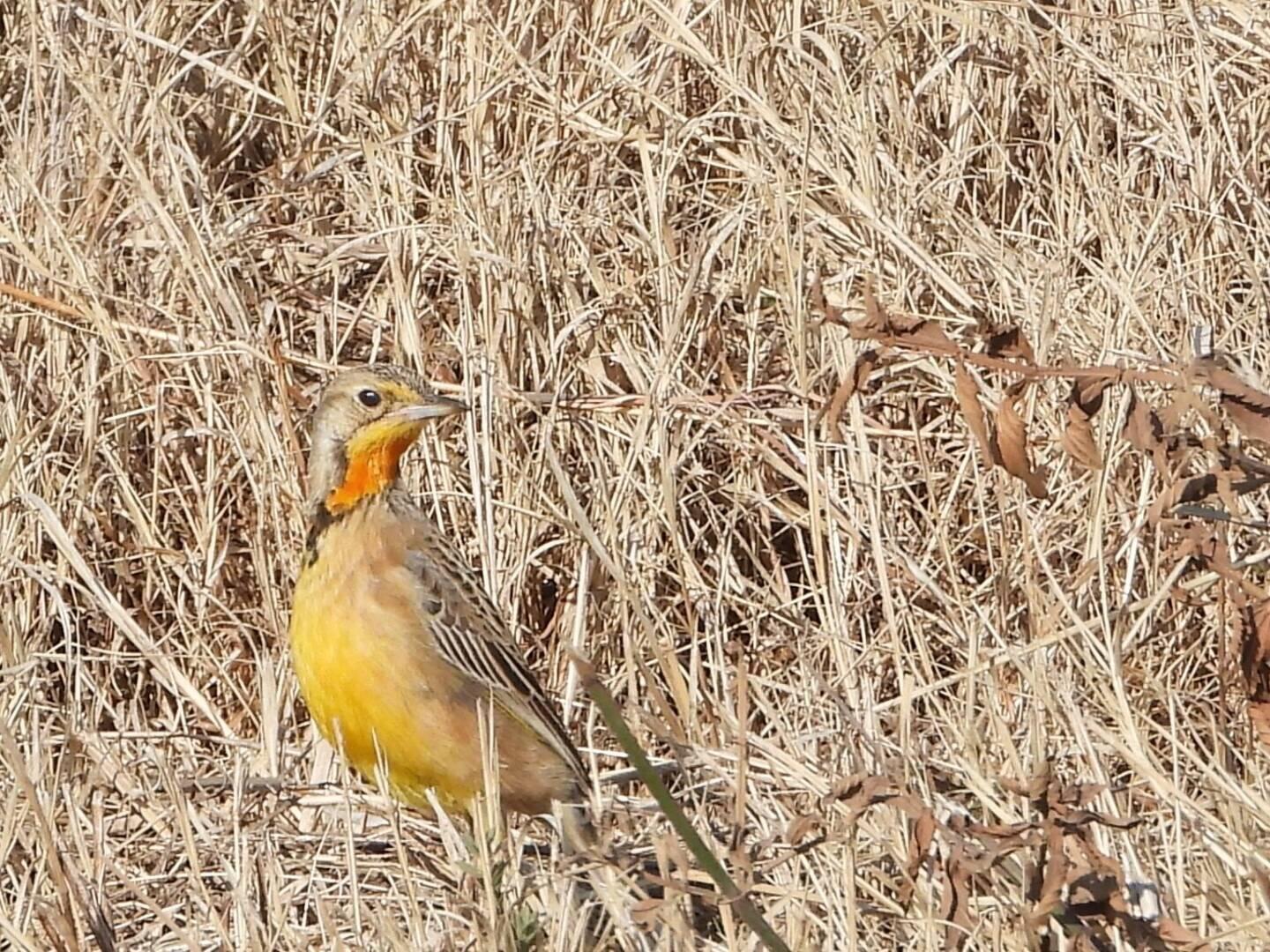 Orange-throated Longclaw