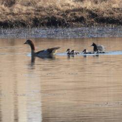 Egyptian Goose with chicks and a coot