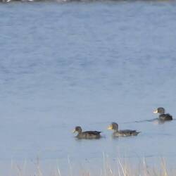 Yellow-billed Ducks from a long, long, way off
