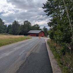 Bambi Crossing... Aber ich wollte Elche