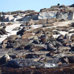 ...die Steine sind voll von Robben