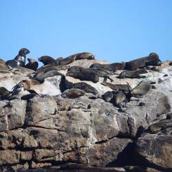 Für die Haie gibt es genügend Futter...