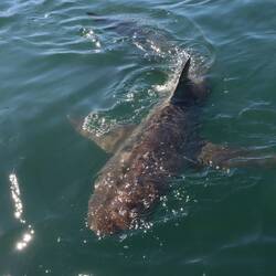 Es schwimmen mehrere Bronzehaie rund um das Boot