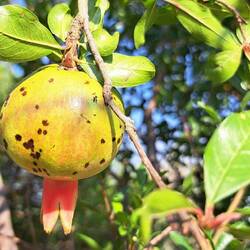 Granatapfel