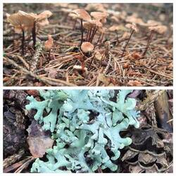 Flechten und Pilze