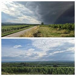 Weinberge bei Langenlois