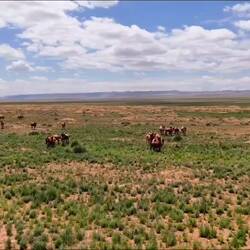 Хонгорын Элс орох замд хэдэн сайхан тэмээтэй таарав.