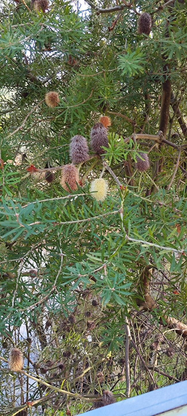 Baum bei den Fischteichen