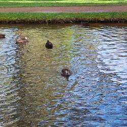 Enten
