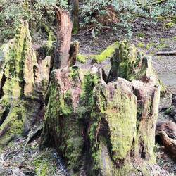 Wurzel zum Baum vorher