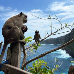 Unterwegs immer mal wieder Monkeys