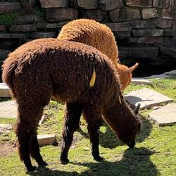 Alpakas