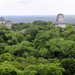 Ruins in dense jungle, Tikal.